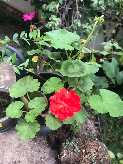 A close-up, high-angle shot shows a potted red geranium plant with large, lobed leaves and a vibrant red flower. The plant is in a dark plastic pot, situated on a rough, concrete surface outdoors. To the left, a metal can with green and yellow markings is partially visible, also containing soil and small green plants. Behind the geranium, a pink flower blooms on a slender stem, surrounded by green foliage and the faint outline of a building or wall. The background is blurred, dominated by various shades of green from other plants and trees. The overall scene suggests a garden or balcony setting within a natural, somewhat overgrown environment. There are no people or animals present. The image does not contain any specific indicators that would allow for identification of a location in Chiatura, Georgia.