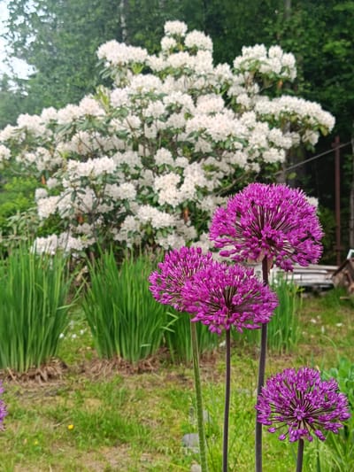 The image shows a garden scene with purple allium flowers in the foreground and a large white rhododendron bush in the background. The flowers are spherical and have many small florets. The rhododendron is in full bloom and is a vibrant white. Behind the rhododendron, there are green trees and foliage. The ground is covered in grass and some brown soil. The image appears to be taken in Vishnovka, Russia. There are no people or animals visible in the image.