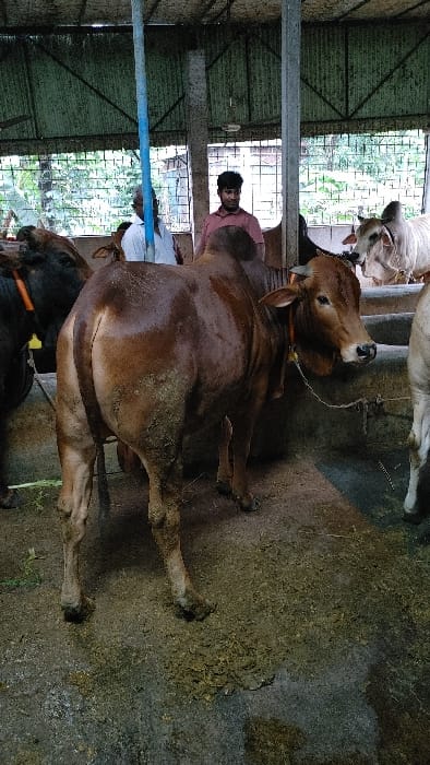The image shows a brown cow standing in a barn in Savar, Bangladesh. The cow is facing right and is tied to a metal chain. The cow has muddy legs. There are two other cows visible in the background, one is black and the other white. There is a man in a red shirt standing behind the cow, watching it. The barn is made of concrete and metal, and the floor is covered in dirt and cow dung. There is a blue pole in the middle of the image. The image was taken at latitude 23.753 and longitude 90.311, which is located in the city of Savar, Bangladesh.