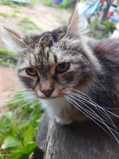 A close-up shot of a long-haired tabby cat with white chest fur is captured outdoors, possibly in the city of Shestunikha, Russia. The cat is positioned on a rough, weathered wooden surface, with green foliage and a blurred background of an outdoor environment suggesting a rural or semi-rural setting. The cat's gaze is directed slightly downward and to the left, with one eye more prominent than the other. Its whiskers are long and white, fanning out from its muzzle. The lighting suggests it is daytime, with soft natural light illuminating the cat's face.