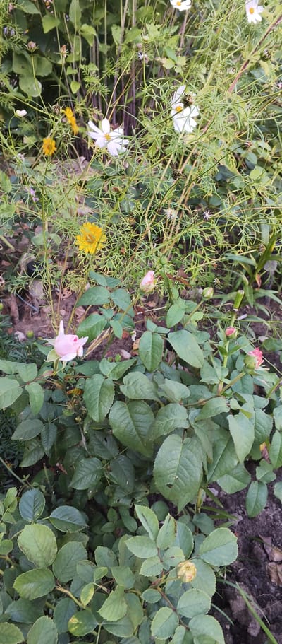 The image shows a close-up view of a garden with various flowers and foliage. In the foreground, a rose bush with large green leaves and several pink rose buds is visible. One rose bud is partially open, revealing delicate pink petals. Behind the rose bush, there are tall, slender plants with thin, wispy green stems and small white and yellow flowers. Some of these flowers have dark centers. The background is a mix of green leaves and stems, with some dry soil and debris on the ground. The overall impression is of a natural, untamed garden setting. The location is identified as Polzino, Russia, though no specific landmarks or contextual clues in the image confirm this. There are no people or animals present in the image.