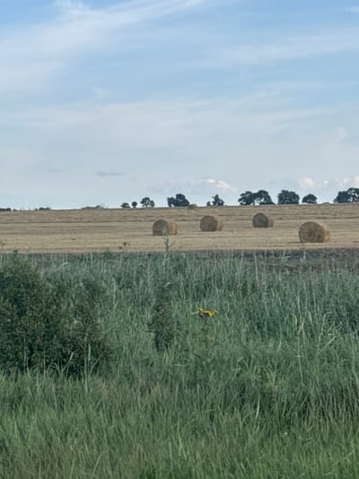 This is a photograph of a rural landscape in Lyhivka, Ukraine. The foreground is dominated by tall, green grass. In the mid-ground, a field of harvested crops is visible, with several round hay bales scattered across it. A line of trees can be seen in the distance along the horizon. The sky above is a pale blue with scattered white clouds. The image is taken during the daytime.