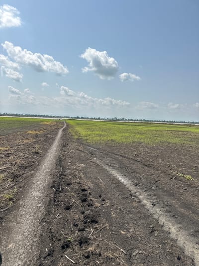 This is a landscape photograph taken on a sunny day in Lau, Nigeria. The foreground shows a dirt path with tire tracks, suggesting vehicular or foot traffic. To the right and in the mid-ground, there is a lush green field, likely farmland, with evidence of irrigation channels or furrows. Beyond the green field, a body of water is visible, reflecting the sky. The horizon is lined with trees and in the distance, hills or mountains can be seen. The sky is blue with scattered white cumulus clouds. The scene depicts a rural agricultural setting.