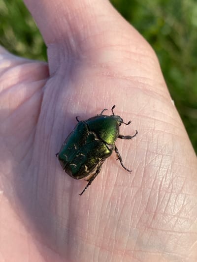A close-up, high-angle shot shows a metallic green beetle resting on the palm of a person's hand. The beetle, with its segmented body and visible legs and antennae, is positioned diagonally across the palm. The skin of the hand displays prominent wrinkles and texture. In the blurred background, green foliage suggests an outdoor setting, likely during the daytime due to the bright lighting. The image is taken in Protvino, Russia.