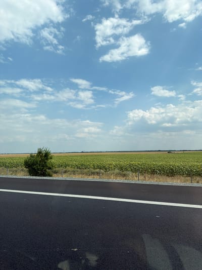 An outdoor, eye-level shot captures a paved road in the foreground, marked by a white line. Beyond the road, a wire fence separates it from a field of green sunflowers stretching towards the horizon. A small, dense green bush stands to the left of the sunflower field. The sky above is a clear blue, dotted with scattered white clouds. The scene is likely in a rural area outside of a city, given the agricultural landscape.