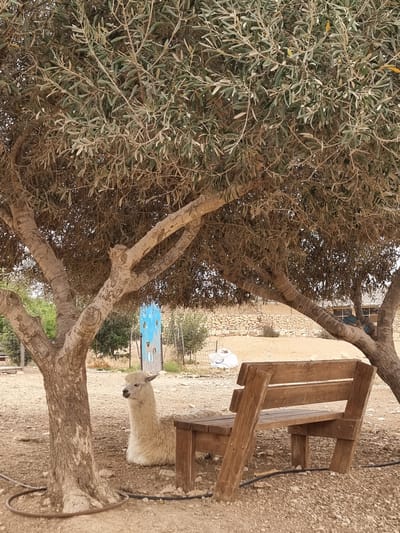 The image is a medium shot of an outdoor scene in Mizpe Ramon, Israel. A gnarled tree with olive-green foliage dominates the left side of the frame, its branches reaching towards a wooden bench positioned on the right. Beneath the bench, a tan-colored alpaca stands facing left, its head partially obscured by the tree's trunk. In the background, a low stone wall and sparse vegetation can be seen, with a blue sign featuring abstract designs nearby. The ground is covered in dry, reddish-brown soil and small rocks.