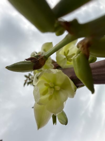 A close-up, low-angle shot captures a cluster of pale yellow, bell-shaped flowers blooming on a green stem against a cloudy sky. One prominent flower in the foreground shows its delicate petals unfurling, revealing its inner structure. Buds are visible among the blooms, suggesting the plant is in the process of flowering. The lighting suggests an overcast day, possibly in the city of Pavlovka, Russia, where this plant was observed. The image's focus is on the botanical details of the flowers and their immediate surroundings.