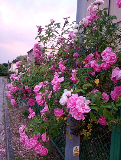 In Kołobrzeg, Poland, an overgrowth of pink roses climbs a metal fence alongside a paved sidewalk. The roses, in various stages of bloom, create a lush canopy of petals and green leaves. Some rose petals have fallen onto the sidewalk and the ground bordering it. In the background, a building with a balcony is visible, and a street lamp stands near the sidewalk. The sky above is a soft pink hue, suggesting either sunrise or sunset. A metal utility pole, with a yellow warning sign attached, is partially obscured by the rose bushes. The scene is tranquil and showcases the vibrant beauty of the flowering plants.