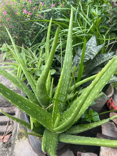 A vibrant aloe vera plant dominates the view, its thick, speckled leaves radiating outwards. Various green plants surround it, including grass-like foliage and flowering plants with tiny purple blooms. The aloe is planted in a black pot placed on a concrete surface near a pile of rocks. A patterned snake plant leaf can also be seen among the greenery.