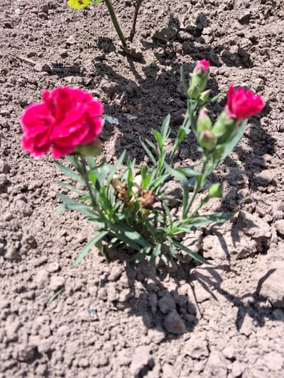 A small, bright pink carnation with several unopened buds and green foliage grows from dry, brown soil in what appears to be a garden bed. Shadows cast by the plant and possibly a nearby object fall across the uneven ground. The scene is outdoors under daylight conditions, likely in Krolevets, Ukraine, given the context. There are no people or animals visible in the image. The overall impression is of a young plant in a sunny location.