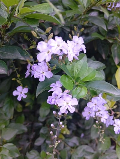 The image is a close-up shot of a cluster of small, light purple flowers with green leaves in the background. The flowers are delicate, with five petals and a central stamen. They appear to be growing on a plant with dark green, glossy leaves. Some of the flowers are fully bloomed, while others are still in bud form. The lighting suggests it might be daytime, possibly overcast, as there are no harsh shadows. The background is a blur of green and darker tones, indicating a natural setting, likely a garden or shrubbery. The image lacks any signs of human presence or urban elements, suggesting it was taken in a natural or semi-natural environment. Based on the visual information, it is impossible to determine the specific location within Barikin Jirga Summa, Nigeria, or any other city.