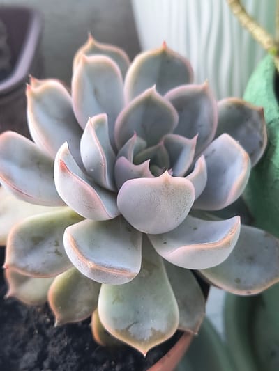 This is a close-up, eye-level, indoor photograph of a succulent plant. The plant is a light, powdery blue-green with pale pink edges on its fleshy leaves. The leaves are arranged in a rosette pattern, with the outer leaves wider and flatter, and the inner leaves more pointed and tightly clustered. The succulent is potted in dark soil, and the pot's rim is visible at the bottom of the frame, appearing to be terracotta. In the background, out of focus, are hints of other objects, including a pale pink container on the left, a white wavy textured object in the center, and a green planter with a hint of a plant stem on the right. The lighting appears soft and diffused. The image does not depict any elements that would allow for identification of its specific location within the city of Rivne, Ukraine.