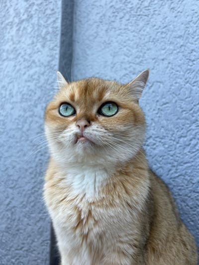 A ginger or golden-furred cat with striking green eyes looks directly into the camera. Its head is slightly tilted, and its expression appears attentive and curious. The cat has prominent white whiskers and white fur on its chest and around its mouth, contrasting with the warm golden tones of its main coat. The background is a light blue-grey, textured surface, possibly a stucco wall or similar architectural feature, which appears out of focus behind the cat. The lighting is bright and natural, suggesting daytime. The image is a close-up, focusing primarily on the cat's face and upper body. The texture of the wall and the cat's fur are visible, with subtle shadows indicating the contours of the surface. No human subjects or discernible objects are present, nor is any text visible. The scene takes place in Bjeliši, Montenegro.