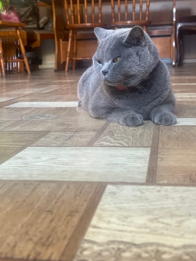 A gray cat with bright yellow eyes is lying on a wooden floor. The cat is wearing a red collar. The floor is made of wooden planks with a wood grain pattern. The scene appears to be indoors, possibly a home, given the furniture visible in the background. The lighting suggests it could be daytime. The cat is looking down and to its left, with its paws resting on the floor. One of the cat's front paws is tucked in close to its body. The background is blurred but shows wooden furniture, including what appears to be chairs. There is no visible text in the image. The overall mood is calm and domestic.