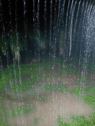 The image depicts an outdoor environment at night in Blang Pohroh, Indonesia, experiencing heavy rainfall. Numerous illuminated vertical streaks of water dominate the foreground and midground, indicating intense precipitation. The ground consists of uneven terrain featuring shallow, light-brown puddles interspersed with patches of vibrant green vegetation, possibly grass or small plants, some appearing submerged. The puddles reflect ambient light, creating a shimmering effect. In the dark background, indistinct silhouettes of several trees, likely palm trees due to their characteristic shapes, are discernible against the black sky, further suggesting a tropical or subtropical setting. No people, animals, or manufactured objects are visible. The scene is static, capturing the ongoing weather event.