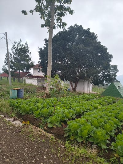 An agricultural scene in An Khe Ward, Vietnam, is depicted under an overcast sky. The foreground features a dirt path on the left, bordering a field of rows containing uniform, vibrant green leafy vegetables, likely cabbage or lettuce, cultivated in dark soil. Two blue and green metal barrels are stacked near the path on the left side of the field. A tall, slender tree with light bark and sparse foliage stands centrally within the frame. Behind it, a large, dense, dark green tree partially obscures a small, white, rectangular structure. Further back and to the left, two white-walled houses with reddish-brown tiled roofs are visible, one featuring a small, multi-story section or tower. A utility pole with wires is positioned on the far left, in front of two tall pine trees. On the right side of the cultivated field, a small, green, pyramidal structure is present. Distant hills or mountains are faintly visible on the horizon beneath the light gray, cloud-covered sky. No individuals, actions, or interactions are observable.
