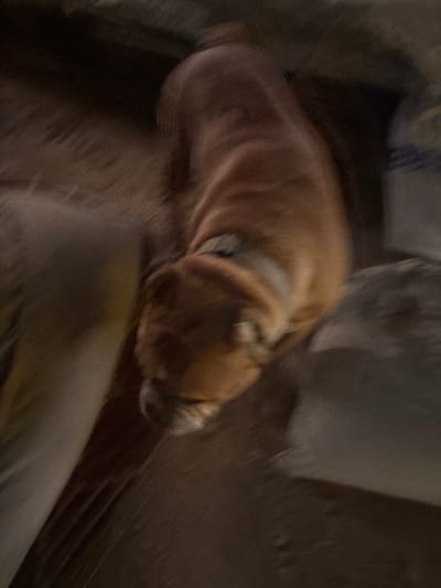 This image, heavily blurred and dark, features what appears to be a reddish-brown animal, most likely a dog, lying down. A collar is faintly visible around its neck. The animal's body is curled, suggesting it is resting or sleeping. The background is indistinct, composed of very dark and blurry shapes, possibly indicating an indoor setting with low lighting, or a night scene. Some lighter, amorphous shapes are visible in the upper background, but their nature cannot be determined due to the extreme blur. There are no clear identifying features or objects in the background. The time of day is likely evening or night due to the dimness. No weather conditions, specific location cues within the image, or discernible emotions are evident. There is no visible text in the image. The overall impression is one of a domestic animal captured in a low-light, motion-blurred environment.