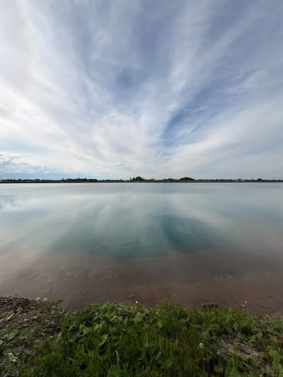 The image depicts a calm body of water under a partially cloudy sky, located in Sapunov Bor, Russia. The scene is dominated by a flat horizon line separating the water from the sky and a distant landmass.

The sky, occupying the upper portion of the image, displays a pale blue hue with scattered white and light grey clouds, some exhibiting elongated wispy forms. A subtle gradient from brighter white clouds on the left to denser, slightly darker grey-blue clouds on the right is present.

The central expanse of the image is a still body of water, acting as a reflective surface. The water mirrors the cloud formations and the blue of the sky with significant clarity, creating an almost symmetrical appearance of the upper half of the image. Minimal surface ripples are discernible.

Along the distant horizon, a low-lying landmass is visible, characterized by a dark green treeline or dense vegetation. A collection of small, light-colored buildings or houses are discernible above the treeline, particularly in the central-right segment, indicating a settlement.

The immediate foreground reveals a section of the bank or shoreline. This area comprises a mixture of dark soil or mud, transitioning into green vegetation. Broad-leafed plants and grasses are present, with several white dandelion seed heads scattered among the foliage, particularly on the left and right sides of the foreground. The water near the bank is shallow and sufficiently clear to reveal the light brown, sandy or muddy lakebed.

No individuals, animals, or specific actions are depicted in the image.