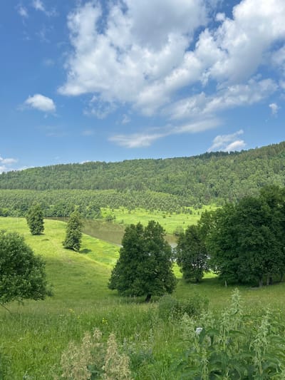 A verdant, rolling landscape unfolds under a bright blue sky dotted with fluffy white clouds. In the foreground, a meadow is lush with tall green grass and scattered wildflowers, some with yellow blooms. Several trees with full, dark green canopies are interspersed throughout the meadow.
Beyond the meadow, a calm, wide river meanders through the scene, its surface reflecting the sky and surrounding greenery. On the opposite bank of the river, the terrain rises into a densely forested hill. The forest is a tapestry of various shades of green, with trees of different heights and densities creating a textured appearance. The far distance is dominated by this expansive, tree-covered hillside, suggesting a natural, undeveloped area. The overall impression is one of serene natural beauty. The image appears to be taken in a rural or natural setting, likely in the vicinity of Новомуллакаево, Russia.