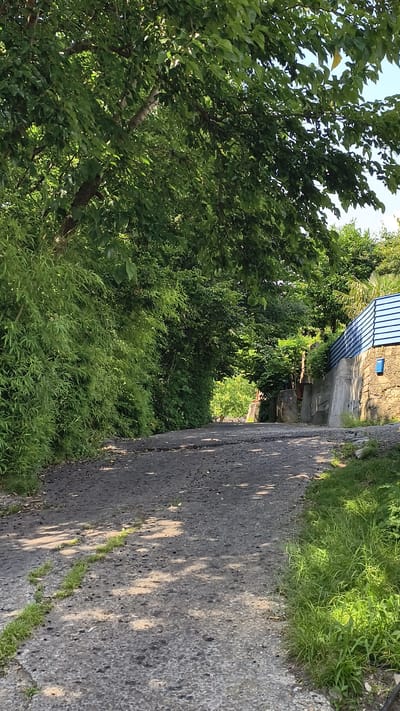 The image shows a paved road with a rough, gravelly surface, flanked by dense green foliage on both sides. On the left, a wall of bamboo-like plants creates a verdant barrier. On the right, a rough stone wall supports a concrete structure and a vibrant blue slatted fence. A small blue mailbox is affixed to the stone wall. The road curves slightly upward and disappears into a tunnel of overhanging trees, creating dappled sunlight on the pavement. The environment appears to be a rural or semi-rural setting, possibly a residential area in Prigorodny, Russia, given the presence of the mailbox and fence, suggesting human habitation. The overall impression is one of a natural, overgrown pathway leading into a secluded area.