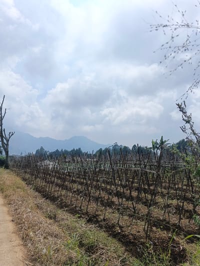 The image displays an agricultural landscape in Nam Sa Lat, Myanmar, under a partly cloudy sky. A dirt path borders the left side of the frame, alongside dry vegetation. The central and right portions are dominated by a cultivated field featuring numerous wooden trellises arranged in parallel rows across tilled dark brown soil. A prominent bare, dead tree stands on the far left. In the background, a range of hazy, tree-covered mountains stretches across the horizon. No individuals or specific actions are observed. Out-of-focus plant stalks are visible in the upper right foreground.