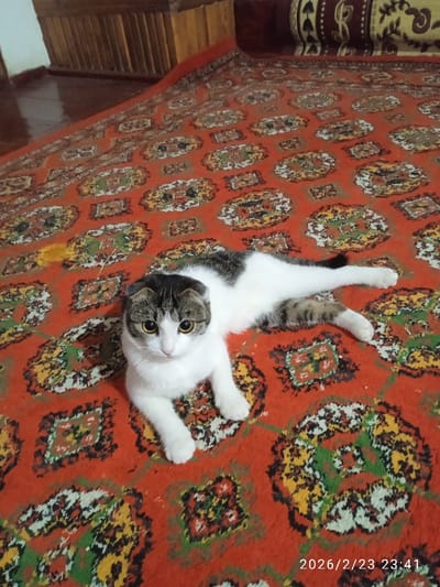 A cat with white fur and a grey and brown patterned head lies on a patterned orange rug. The cat's eyes are open, and it is facing the camera. The rug is intricate with repeating floral-like designs. A wooden structure sits in the background. The date "2026/2/23 23:41" is stamped in the lower right corner.