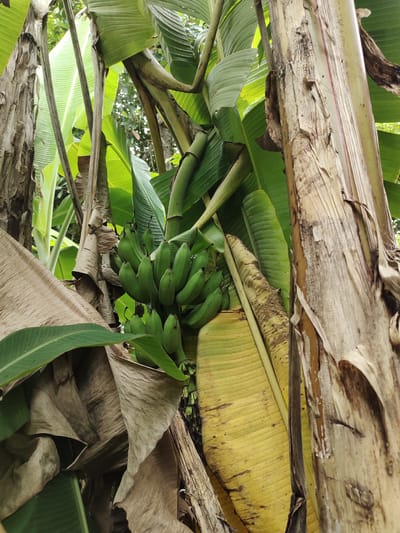 A cluster of unripe green bananas hangs from a banana plant amidst lush foliage in Tumpokperlak, Indonesia. The image captures the textured bark of the banana tree's trunk, interwoven with large, vibrant green banana leaves, some of which have turned yellow and dry, adding a contrasting element to the scene. The background is a blur of green, suggesting a natural, outdoor environment, likely within a garden or plantation. The focus is on the natural growth and organic elements of the banana plant, with no human presence visible.