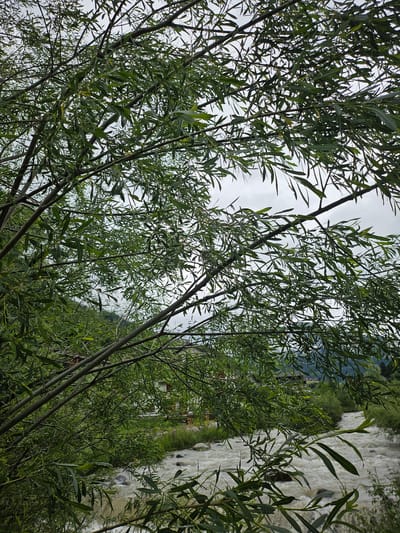 The image depicts a view of the river in Pontagna, Italy, framed by the branches and leaves of a willow tree. The river, appearing somewhat turbulent, flows through a rocky bed. In the background, hints of buildings and lush green vegetation on a hillside are visible under an overcast sky. The foreground is dominated by the dense foliage of the willow tree, with its long, slender leaves and thin branches extending into the frame. The lighting suggests an outdoor, possibly natural, setting.