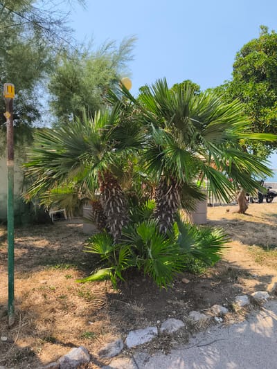 The image depicts a sunny outdoor scene with lush palm trees in the foreground, situated in the city of Livorno, Italy. The palm trees have thick, textured trunks and vibrant green fronds that cast shadows on the dry, parched ground. A metal pole with a yellow fixture stands to the left of the palm trees, and further in the background, there are more trees, a clear blue sky, and a glimpse of the sea. The environment appears to be a public space, possibly near a promenade or park, with hints of beach chairs and a distant vehicle.