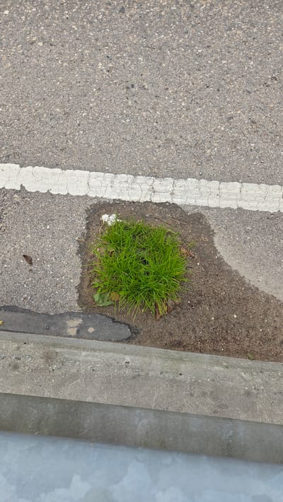 A clump of green grass grows in a patch of dirt on the side of a paved road. A white line is painted on the road next to the grass. A concrete curb runs along the edge of the road. The scene appears to be located in an urban area, possibly a street or parking lot, in Ūlupji, Latvia. The lighting suggests it is daytime, with overcast skies contributing to the soft illumination. There are no people or animals visible in the image. The environment is otherwise unremarkable, consisting primarily of asphalt, dirt, and concrete.
