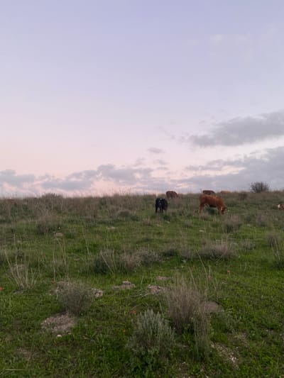 A grassy landscape meets a cloudy sky. Several cows graze in the field, some brown and some black. Patches of denser vegetation and rocky ground are interspersed within the grassland. The sky occupies a significant portion of the frame, showcasing varying shades of white and gray in the clouds, hinting at either dawn or dusk.