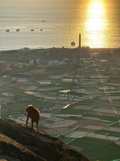 This is a high-angle, vertical, outdoor shot of Lý Sơn Special Administrative Region, Vietnam, at sunset. The sun's golden rays reflect off the calm sea in the background, illuminating several small fishing boats and a lighthouse. In the middle ground, a village with white buildings is visible amidst a grid of agricultural fields, many of which are covered with green netting. In the foreground, a brown goat stands on a large rock, facing away from the camera and looking out at the scene. The overall lighting suggests a warm, golden hour.