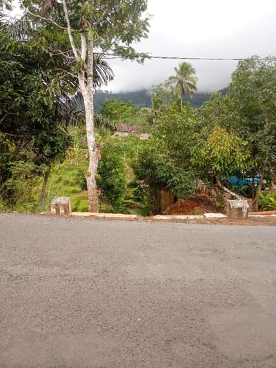 The image shows a paved road in the Kecamatan Cisewu district of Indonesia, located at coordinates -7.383 latitude and 107.504 longitude. The road is empty with no visible people or vehicles. The road is bordered by a stone curb and a lush green hillside. The hillside is covered in dense tropical vegetation, including a large tree in the foreground. In the background, there is a small wooden hut nestled among the trees. The sky is overcast with a gray cloud cover.  A power line runs across the top of the image.  A small section of red soil is visible at the edge of the road, revealing a possible dirt path or unpaved section. The vegetation on the hill suggests a humid and tropical environment.