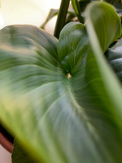 This is a close-up, macro photograph of a vibrant green plant leaf with prominent veins. The leaf is curving inward, creating a natural swirl effect. The lighting highlights the texture and contours of the leaf, with some areas appearing brighter due to the light source, possibly natural light from a window. The background is softly blurred, suggesting a shallow depth of field, and shows hints of other green leaves and a light-colored surface. The image is devoid of human presence or activity. The location in Pisochyn, Ukraine, is not discernible from the visual elements of the photograph itself.