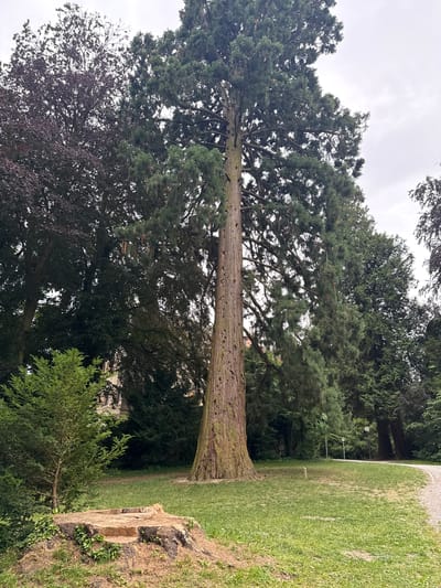 The image depicts a large, mature redwood tree dominating the center of the frame, with its thick, reddish-brown trunk and vast canopy of green foliage. The tree is situated in a grassy park area, with a walking path curving to the right in the background. Several other trees, varying in size and foliage color, surround the redwood. One prominent feature in the foreground is a large tree stump, covered in greenery, with freshly cut wood shavings. In the far background, a building with multiple windows is partially visible amidst the trees. The sky is overcast, suggesting a cloudy day. This scene is located in the city of Kreuzlingen, Switzerland, specifically within the grounds of the Seeburg Park.