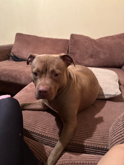 A medium-shot, eye-level, indoor photograph shows a tan-colored dog, likely a pit bull mix, lying on a corduroy sofa. The dog is positioned in the center of the frame, facing forward with its head turned slightly to the left. Its ears are perked, and its eyes are open. Behind the dog, the sofa is visible, upholstered in a dark rose color with visible corduroy texture. A light-colored, textured cushion is placed behind the dog's back. In the background, a section of a cream-colored wall is visible. In the foreground, the lower portion of a person's left leg, clad in black leggings, is on the left side of the frame, and a small pink object is partially visible near the person's knee. A portion of the person's right leg is also visible in the bottom right corner. The lighting appears to be artificial and warm. There are no discernable elements that would place this scene in Malevo, Bulgaria; the image depicts a domestic interior.