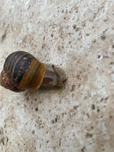 A snail clings to a rough, mottled surface of concrete or stone. The snail's shell is a spiraling mix of brown and dark brown stripes. Its head and eyestalks are extended, exhibiting a textured, mottled pattern. The background is out of focus, but appears to be a similar rough surface. There is no explicit information to confirm the location is Truchtersheim, France. No people, actions, or interactions are visible.