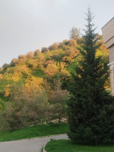 The image depicts an outdoor scene featuring a hill covered with trees and bushes. The foliage on the hill exhibits a mix of green and yellow hues, suggesting either autumn colors or the effect of lighting. In the foreground, a large, dark green coniferous tree dominates the right side of the frame. To the left of the coniferous tree, there are deciduous trees with lighter foliage and bare branches. A paved path runs diagonally across the lower portion of the image, bordered by green grass. In the background, a building with a light-colored facade is partially visible on the right. The sky is overcast and pale. The scene appears to be located in a natural or semi-natural area within the city of Қотырбұлақ, Kazakhstan, possibly a park or a residential area bordering a natural slope. There are no people or animals visible in the image.