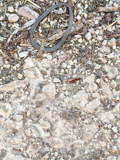 The image shows a close-up, top-down view of a dry, rocky ground surface, with scattered stones, dried plant debris, and a dark gray, flexible band, possibly a thick rubber band or a piece of tubing, coiled in the upper left quadrant. In the center-right of the image, a small, bright red insect with segmented body parts is visible on the rocky ground. The scene appears to be an outdoor environment, consistent with a dry, arid terrain. The location is described as Al Behat, Jordan. There are no people or evident signs of human activity other than the coiled band.
