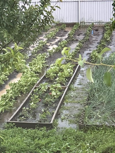 The image depicts an outdoor garden scene with rows of plants, likely vegetables or berries, growing in raised beds and on the ground. The soil appears wet and muddy, with some areas flooded, suggesting recent rainfall. There is a grey metal fence in the background. The overall impression is of a working garden. The location of Sibay, Russia is not indicated within the image itself.