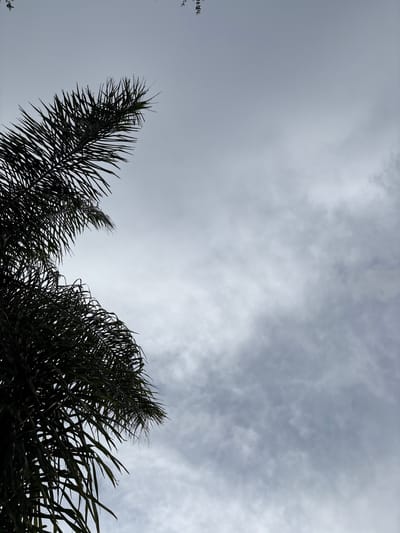 A silhouetted palm frond extends from the left of the frame against a cloudy sky. The frond is dark green and feathery, with long, thin leaves that fan out. The sky is a pale gray, with wispy white clouds scattered throughout. The overall impression is one of a peaceful, overcast day. The image was taken in South Venice, Florida.