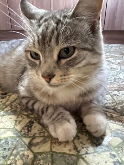 The image shows a close-up of a gray tabby cat with green eyes. The cat is lying down on a patterned rug with a light green and beige geometric design. The cat's fur has distinct tabby markings, and its paws are white. In the background, slightly out of focus, is a wooden surface that appears to be part of a cabinet or furniture. The lighting suggests an indoor environment, possibly a home. The location is described as Ветлужский, Russia, though the image itself does not provide specific visual cues to confirm this location within the city.