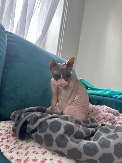 A Sphynx cat with grey and pink skin sits on a teal sofa, partially covered by a grey blanket with a polka dot pattern and a pink knitted blanket. The cat is facing forward with its head slightly tilted down, and its eyes are partially closed. Behind the cat, a window is visible with sheer white curtains. The background is a plain white wall. No information regarding location in Magnitogorsk, Russia is available.