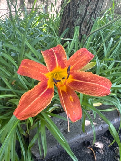 An orange lily with water droplets sits in front of green foliage and a textured tree trunk. The lily has six petals, five of which are clearly visible, and a yellow and orange center with dark brown stamens. Water droplets are scattered across the petals. Behind the flower, the ground is covered with green grass and some rough grey stones or concrete blocks. The base of a tree trunk, with rough bark, is visible to the right of the flower. The background shows more green foliage and a brick wall. The image appears to be taken outdoors in natural light. There are no people or animals present in the image. The context of Shakhty, Russia is not discernible from the visual information provided in the image.