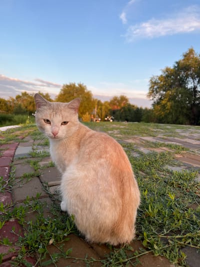 This is a vertical, eye-level, close-up shot of a ginger cat sitting on a cobblestone path surrounded by green foliage and grass. The cat is facing the camera, with its head tilted slightly to the left. Its fur is a light orange or cream color, and it has light brown eyes with visible whiskers. The cat's body is mostly visible, and it appears relaxed. The cobblestone path has a reddish-brown hue, and the green plants are lush and appear to be a ground cover.
In the background, the scene transitions to a grassy area with trees. The trees have green and yellow foliage, suggesting it might be late summer or early autumn. The sky is a clear blue with some wispy white clouds visible. The lighting suggests it is either early morning or late afternoon, possibly during the golden hour, as there is a warm glow on the cat and the foliage. There are no people or text visible in the image. The overall mood is peaceful and serene, with the focus solely on the cat and its natural surroundings. The location context provided is Qobda, Kazakhstan, but there are no specific visual cues in the image to confirm this location.