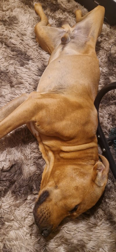 The image shows a light brown dog lying on its back on a shaggy, brown rug. The dog's head is visible at the bottom of the image, with its eyes closed. Its front paws are tucked in towards its chest, and its hind legs are extended outwards. A black object, possibly a piece of furniture or a cable, is visible to the right of the dog. The background is a blurry depiction of a room. The image is taken from a high angle, looking down at the dog. There is no indication of the dog's location in South Holland, United Kingdom.