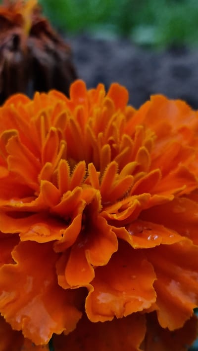 A close-up, low-angle shot captures the intricate details of an orange marigold flower. The petals are layered and ruffled, with tiny, fuzzy filaments visible along their edges. Water droplets glisten on some of the petals, indicating recent rain or dew. In the background, a blurred, dark brown object, possibly another flower or plant material, is visible on the left, and a patch of dark gray ground meets a green, out-of-focus background. The image is a macro photograph, emphasizing the textures and vibrant color of the marigold. The location in Vysokoe, Russia, is not visually represented in the image itself.