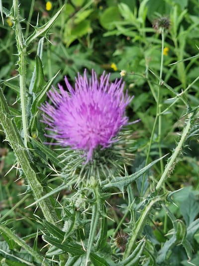 A close-up, slightly blurry, outdoor shot captures a vibrant purple thistle bloom with sharp, green, spiny leaves. The background is a soft blur of green foliage and hints of yellow wildflowers, suggesting a natural setting. The image is devoid of any human presence or activity. There is no information indicating the location in the city of Fresnes, France.