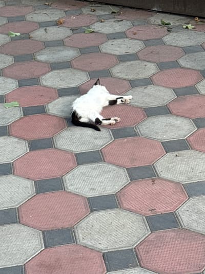 A black and white cat is lying on its back on an octagonal pavement. The cat has white fur and a black tail and some black markings on its face and ears. Its paws are in the air. The pavement is made of interlocking octagonal and square tiles in shades of pink, gray, and dark gray. There are a few fallen leaves on the pavement, suggesting it is outdoors. The lighting appears to be natural daylight, with some shadows present. The scene is likely in Bohunove, Ukraine, as indicated by the location context. No text is visible in the image. The overall mood of the image is relaxed and peaceful, with the cat appearing comfortable and enjoying the sun or simply stretching.