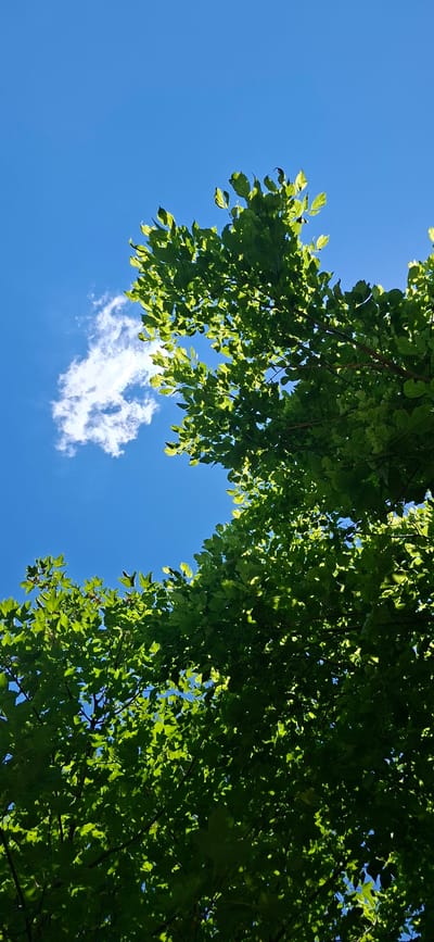 The image shows a view looking up through the canopy of a tree, with bright green leaves obscuring much of the clear blue sky. A single, small white cloud is visible in the upper left quadrant of the sky. The lighting suggests it is daytime, with sunlight filtering through the leaves, creating dappled shadows. No people or specific identifiable objects are present in the image, beyond the natural elements of the tree and sky. The scene is one of nature under a bright sky.